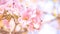 close-up beautiful pink bloosom flower . wedding or valentine background. love concept .Soft blur focus. In sepia vintage pastel