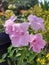 Close-up of beautiful pink bower vine flowers in garden