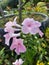 Close-up of beautiful pink bower vine flowers in garden