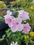 Close-up of beautiful pink bower vine flowers in garden