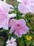 Close-up of beautiful pink bower vine flowers in garden