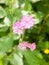 close up of beautiful pink campion flower head spring