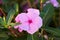 Close up of beautiful pink Catharanthus roseus. It is also known as Cape periwinkle