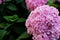 Close Up Beautiful Pink colors of Hydrangea Flowers is a genus of many species of flowering plants