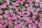 Close up of beautiful pink common zinnia flowers in the