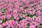 Close up of beautiful pink common zinnia flowers in the garden.