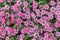 Close up of beautiful pink common zinnia flowers in the garden.