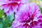 Close up Beautiful pink Dahlia flower blossom and green leaves. fresh floral natural background.