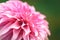 Close up of a beautiful pink Dahlia Flower (Dahlia pinnata)