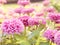 Close up beautiful pink flower blooming in the evening.