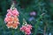 Close up beautiful pink flower on nature background in garden,Focus Single flower,Delicate beauty of close-up pink flower