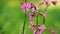 Close-up, beautiful pink flowers on a blurry green grass background. spring in the forest. Cosmos flowers in nature