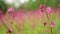 Close-up, beautiful pink flowers on a blurry green grass background. spring in the forest. Cosmos flowers in nature