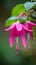 Close up of beautiful pink fuchsia flower in the garden.