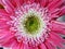 Close-up beautiful pink gerbera flower.