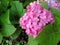 Close up Beautiful Pink Plumbago Flowers with Green Leaves