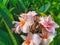 Close up of beautiful pink plumeria flowers on branch, Beautiful Nature Background : Plumeria, Franipani, Pagoda tree or Temple