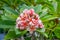 Close up of beautiful pink plumeria flowers on branch, Beautiful Nature Background : Plumeria, Franipani, Pagoda tree or Temple