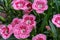 Close up of beautiful pink and red carnation flowers