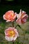 Close-up of a Beautiful Pink Roses Branch