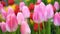 Close up beautiful pink tulip flowers, Fresh nature flowers and wind blowing.