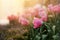 Close-up of beautiful pink tulip spring flower with water drops in garden of evening mist with spraying water on blurred flower