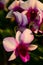 close up beautiful pink vanda orchid flowers
