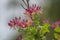 Close-up of a beautiful pink variegated honeysuckle flower with blurred leaves of the bush