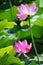 Close-up of beautiful pink waterlily lotus flowers