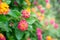 Close up beautiful pink and yellow Lantana camara flower blooming in a garden