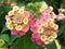 Close up beautiful pink and yellow Lantana camara flower blooming in a garden.