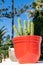 Close-up of a beautiful plant pot in the garden of a hotel.