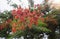 Close up Beautiful poinciana ,peacock flower, Gulmohar flower and water drop of rain with blur background,filtered image