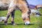 Close-up of a beautiful Przewalski`s Horse - the rare Mongolian horse grazing