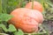 Close up of Beautiful pumpkin field.. Halloween pumpkins on farm. Pumpkin patch on a sunny autumn morning during Thanksgiving time