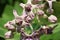 Close Up of Beautiful Purple Calotropis Flowers is a genus of flowering plants in the dogbane family