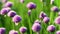 Close up of beautiful purple chives flowers blossoming in a garden. Blooming garlic flowers in soft evening light.