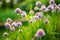 Close up of beautiful purple chives flowers blossoming in a garden. Blooming garlic flowers in soft evening light