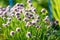 Close up of beautiful purple chives flowers blossoming in a garden. Blooming garlic flowers in soft evening light