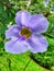 Close up beautiful purple flower known as Bengal Trumpet