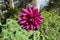 Close-up of a beautiful purple flower that shows off its beautiful petals taking advantage of the morning sun.