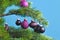 Close up of beautiful purple glass tree bauble with decorated Christmas tree with other seasonal tree ornaments