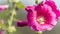 Close up of beautiful purple Hollyhock flowers Alcea Malvaceae