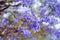 Close up of beautiful purple jacaranda trees flowering along the roads of Big Island of Hawaii