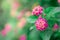 Close up beautiful purple Lantana camara flower blooming in a garden