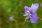 Close-up of a Beautiful Purple Murdannia Flower in the Green Field