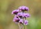 Close-up beautiful purple Verbena in the field.