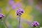 Close-up beautiful purple Verbena in the field.