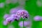Close-up beautiful purple Verbena in the field.
