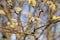 Close up of beautiful pussy willow flowering branch with fluffy catkins on blue sky background